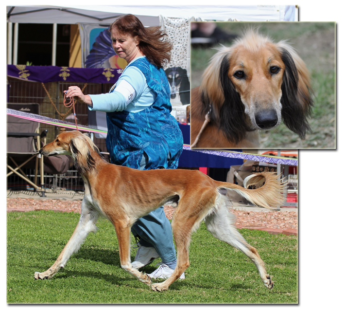 Lakota whippets best sale
