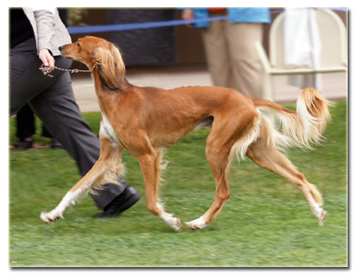 Quila on the move!