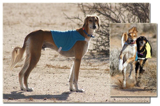 Tanner in the desert